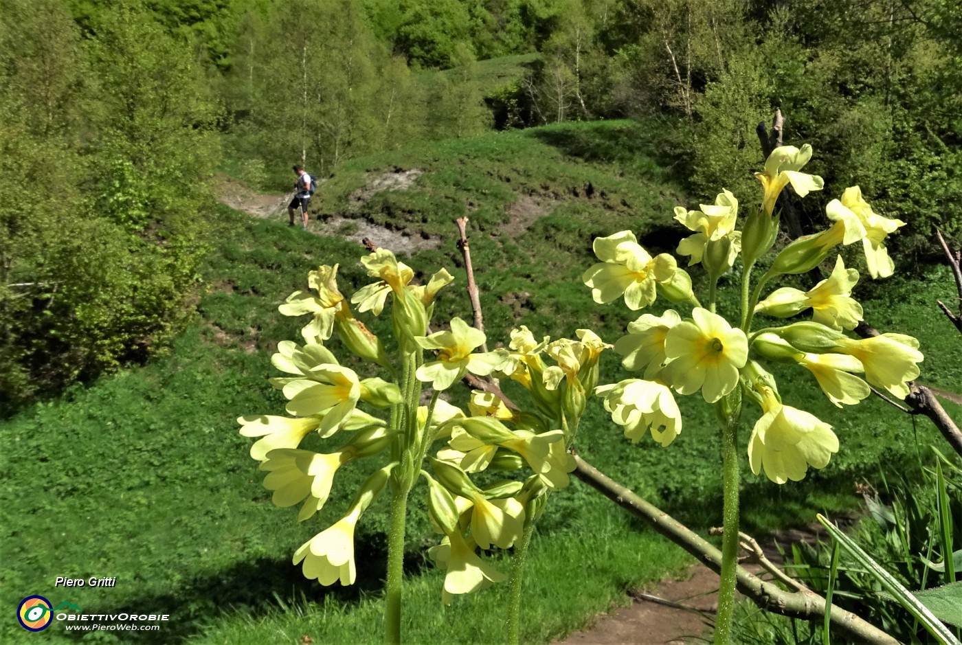 90 Bei fiori gialli di Primula maggiore (Primula elatior).JPG